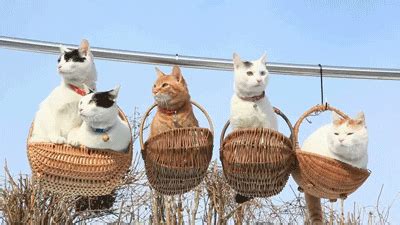 Basket Cat GIFs - Find & Share on GIPHY