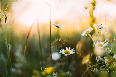 Dreaming of 'A Dream of Spring' | Anythink Libraries