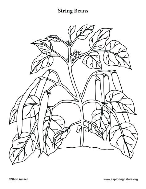 Parts Of A Plant Coloring Page at GetColorings.com | Free printable colorings pages to print and ...