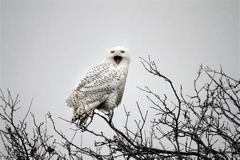 Snowy Owl In A Tree Photograph by Pierre Leclerc Photography