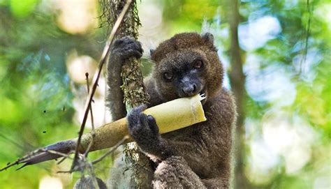 Bamboo shortage gives these lemurs a tougher diet - Futurity