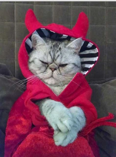 Adorable Cats in Funny Costumes | KLYKER.COM