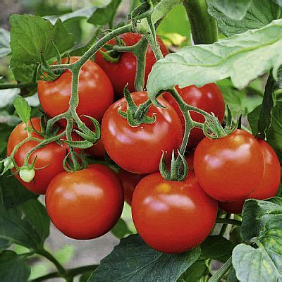 Tomato F1 hybrid seeds buy now at www.seedsnpots.com