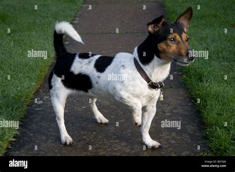 Miniature Jack Russell terrier Stock Photo - Alamy