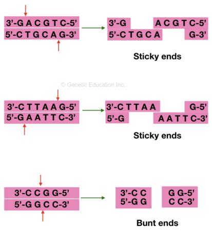 What are the Restriction Enzymes? Top 10 Restriction Enzymes used in Genetic Engineering ...