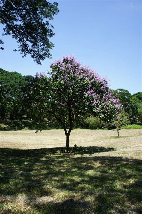 OUR PHILIPPINE TREES: B'N'B' - Bold and Beautiful Banaba