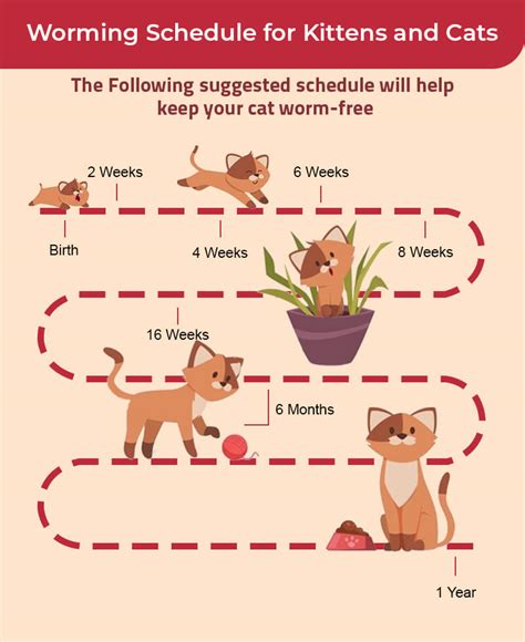 Everything You Need To Know About Deworming Your Cat