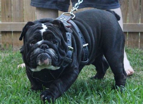 Black English Bulldog - Dog Breeds Wallpapers | English bulldog dog ...