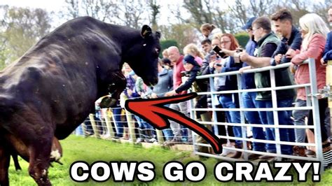 COWS GO CRAZY SEEING GRASS FOR THE FIRST TIME IN 6 MONTHS! | Tom ...