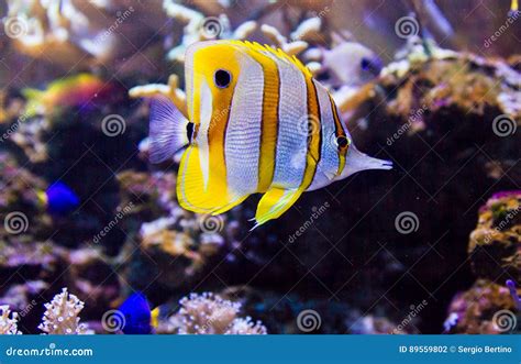 Colorful tropical fish stock photo. Image of colorful - 89559802