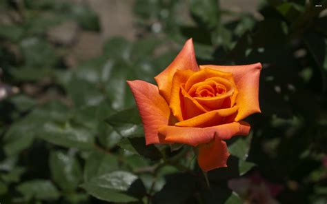 Orange Rose Wallpapers - Wallpaper Cave