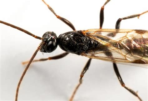 Macro Photo of Black Flying Ant Isolated on White Background Stock Image - Image of natural ...