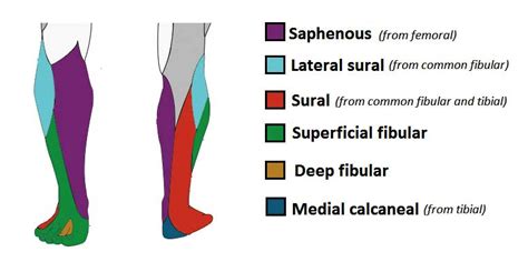 Common peroneal nerve - NeurologyNeeds.com