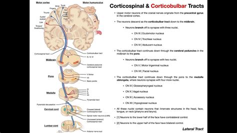 Corticobulbar Tracts EXPLAINED | Cranial Nerve Motor Function - YouTube