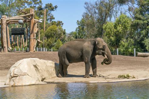 6 San Diego Zoo Tours that Elevate Your Visit - La Jolla Mom