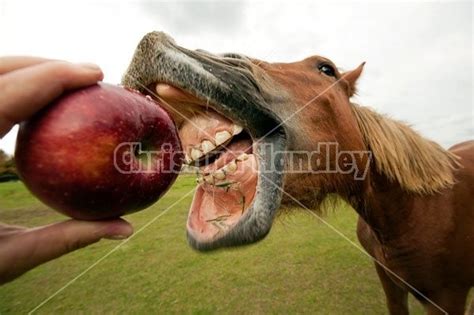 Horse Eating Apple Gif