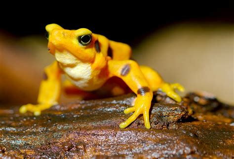 Panamanian Golden Frog | Starmind Conservation