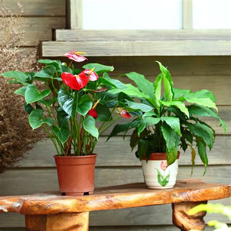 18 Ingenious Flower Pot Ideas to Revamp Your Garden