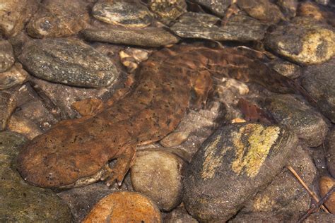 Eastern Hellbender Conservation - The Laurel of Asheville