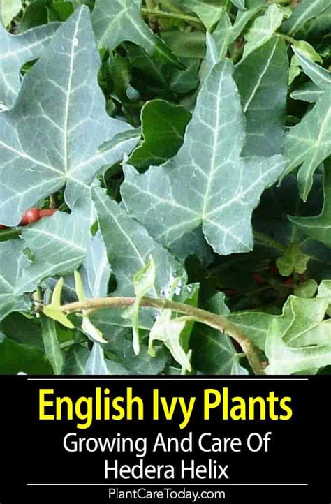 Hedera Helix Care: How To Grow English Ivy Plants