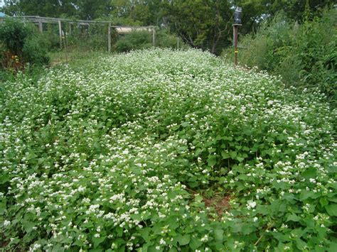 Buckwheat Poisoning in Horses