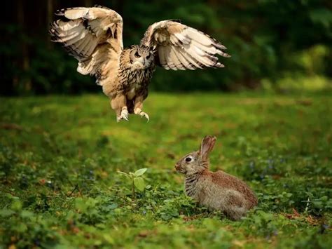 Do Owls Eat Rabbits? Rabbit Guide 2024 - Rabbit Insider