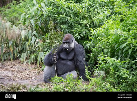 Gorilla in rainforest Stock Photo - Alamy