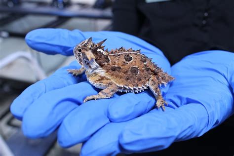 Texas Horned Lizard Conservation Coalition Meeting – Texan By Nature