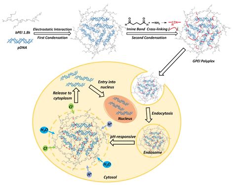 Pharmaceutics | Free Full-Text | A Low-Molecular-Weight Polyethylenimine/pDNA-VEGF Polyplex ...