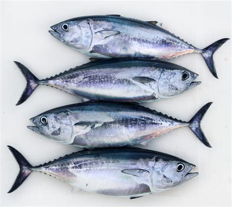 Report Finds Fake Sustainable Seafood Labeling in Tuna & Salmon