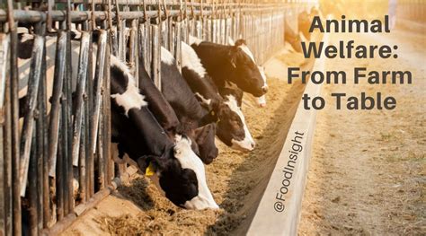 All About Animal Welfare: From Farm to Fork – Food Insight