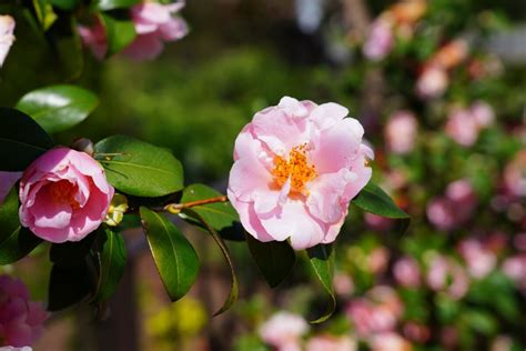 Pink Camellias: 20 Varieties for a Showstopping Garden - Petal Republic