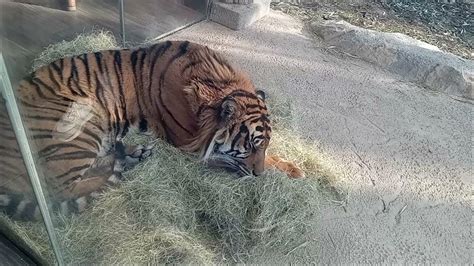 Close up video of a sleeping Tiger (Still magnificent!) - YouTube