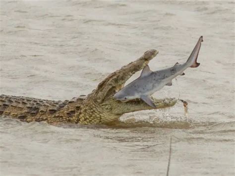 Crocodiles Eating Fish