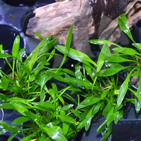 Cryptocoryne Parva - Aquatics World