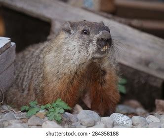 Woodchuck Teeth: Over 261 Royalty-Free Licensable Stock Photos | Shutterstock