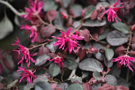 How to Grow and Care for Loropetalum