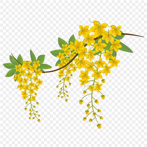 Branches Illustration Clipart Transparent PNG Hd, Branch With Cassia ...