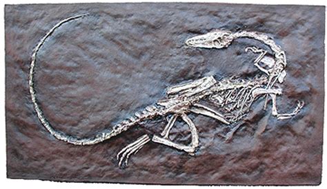 190 best Dinosauria 1 : Coelophysis images on Pinterest | Dinosaurs, Prehistory and Fossils