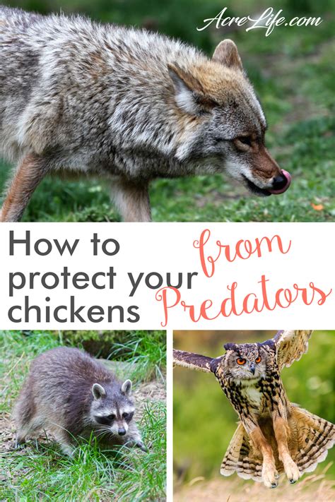 How to protect your chickens from predators - Acre Life