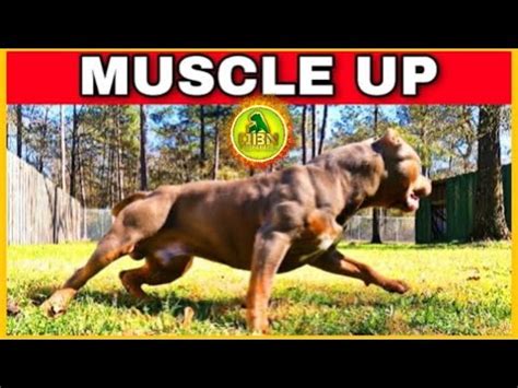 American Bully XL Muscle Training Exercise Breeder Secrets - YouTube