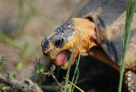 What Do Box Turtles Eat? Complete Diet & Feeding Guide - Everything Reptiles