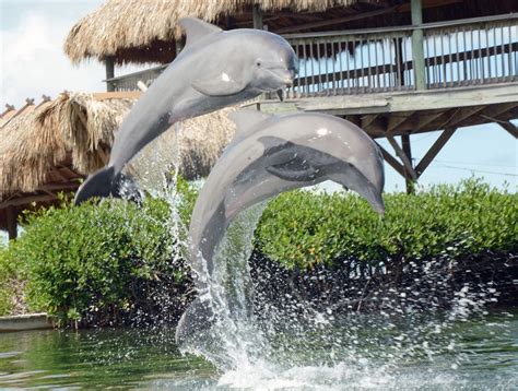 Visiting Marathons Dolphin Research Center | Coco Plum Vacation Rentals