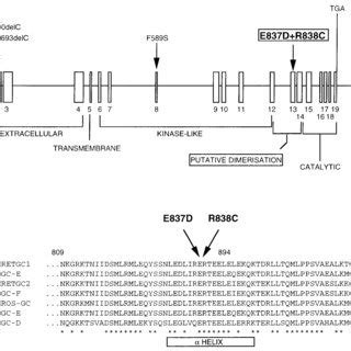 Structural and functional organization of guanylate cyclase. (A ...