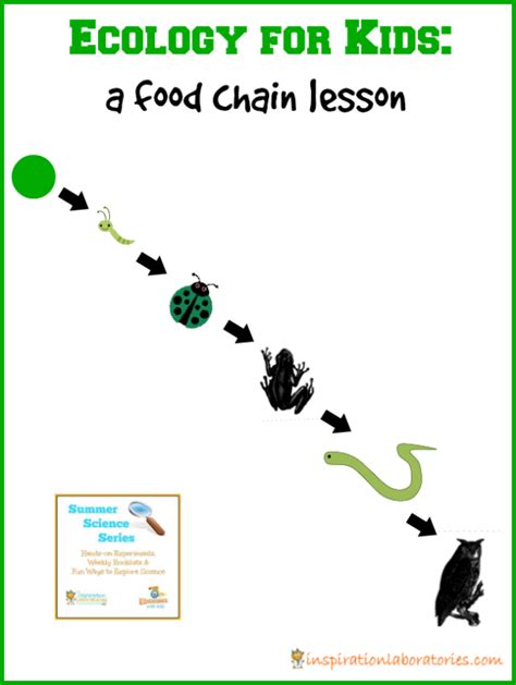 Ecology for Kids: Food Chain Lesson {Summer Science Series} | Inspiration Laboratories