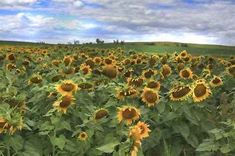 Kansas Sunflower field 21 Photograph by Michael Methe - Fine Art America