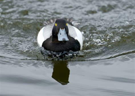 Greater Scaup — Sacramento Audubon Society