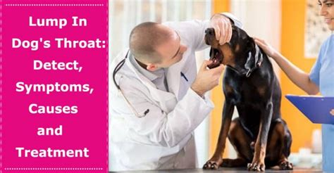 Lump In Dog's Throat: Detect, Symptoms, Causes and Treatment - PetXU