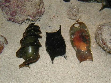 Chingum — Discover Curiosities: The spiral-flanged egg case of a Horn Shark