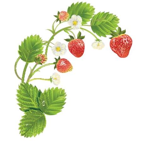 Strawberry Blossom Stock Photos, Pictures & Royalty-Free Images ...